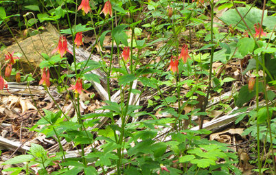 Roll Out the Welcome Mat for Hummingbirds With Red Columbine