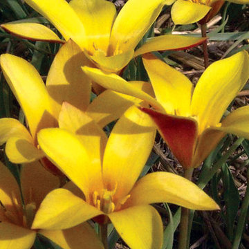 ‘Chrysantha’ Tulip Tulip clusiana var. 'Chrysantha'