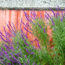 garden plants