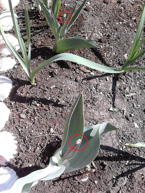 What's Eating my Tulip Buds?