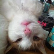 Mary Sue Goreschak's photo