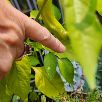 BALCONY GARDEN - an Edible and Ornamental Garden in the Sky