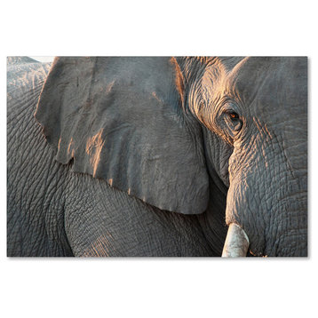 "Elephants 9" by Robert Harding Picture Library, Canvas Art, 16"x24"