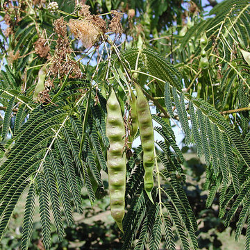 Albizia (fruits)
