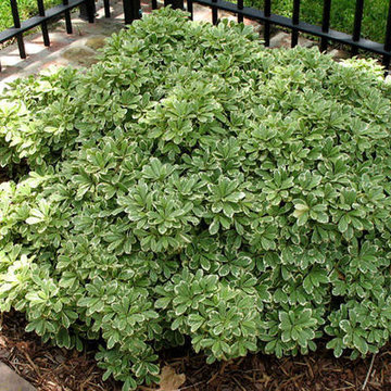 Variegated Pittosporum