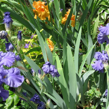 ECLECTIC FUSION GARDEN
