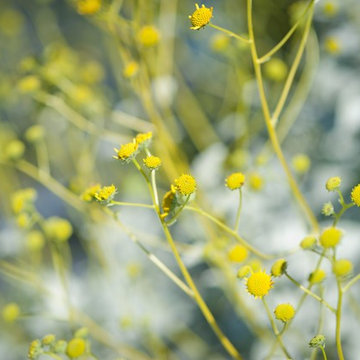 Brittlebush