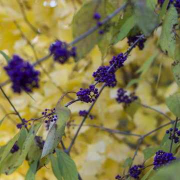 Jardin des 4 Saisons