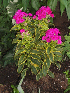 Phlox for the 2019 Season