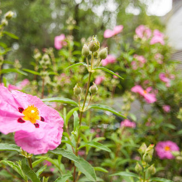 Laurelhurst Modern Garden