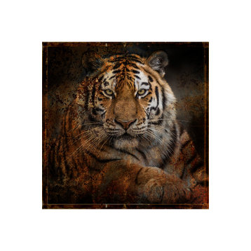 Antique Style Photographic Artwork | Andrew Martin Tiger