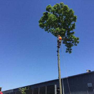 Large Tree Removal Brisbane