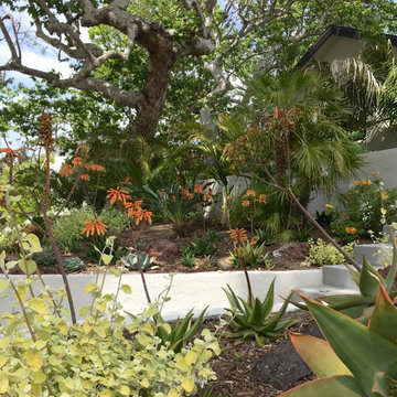 Front yard tropical look with water wise front entry.