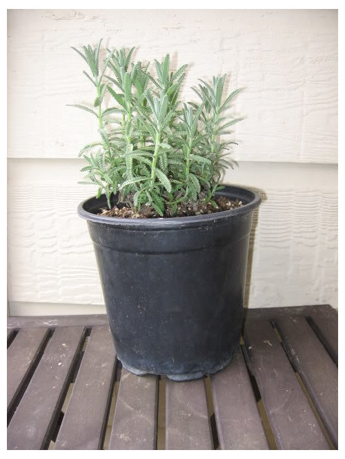 HAVE mercer plant swap