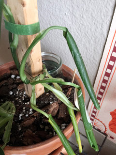 monstera mutation Monstera Mutation 'Second Chance' – GrowJungle main image 0