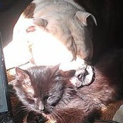 Viola Crawford's photo
