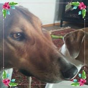 Cindy Shields's photo