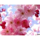 Miroslava Jevic's photo