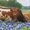 Texas - Longhorns