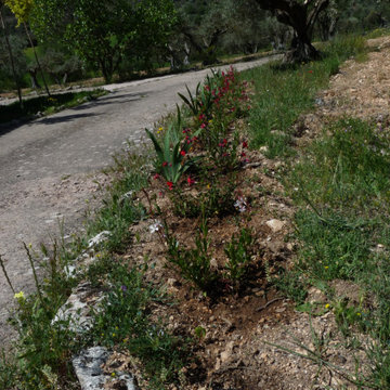 EL JARDÍN SIN RIEGO