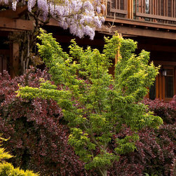 Shishigashira Japanese Maple - Plants