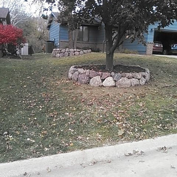 Tree Rings