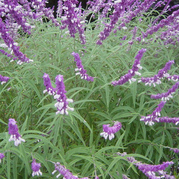 Birthday Gardens