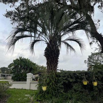 Palm Tree Trim
