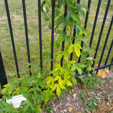 Sprout Garden and Food Forest at Drake University