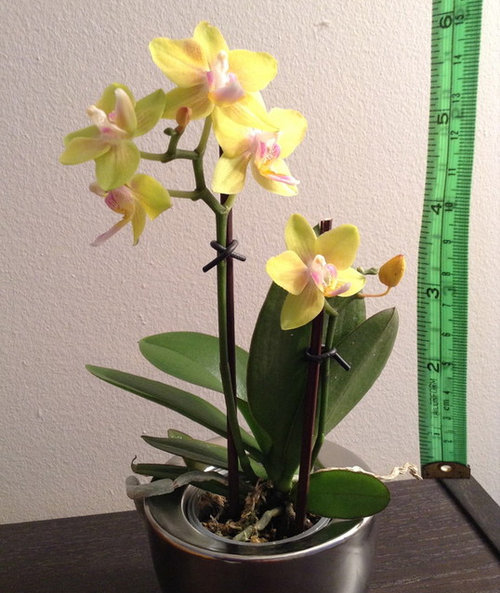 Phalaenopsis Mini Identification