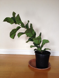 wall hang planter Wall mounted planter holder