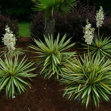 The Joy of Plants!
