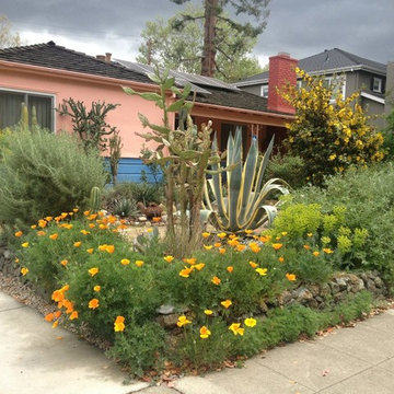 Cacti & Succulent Collector's Garden