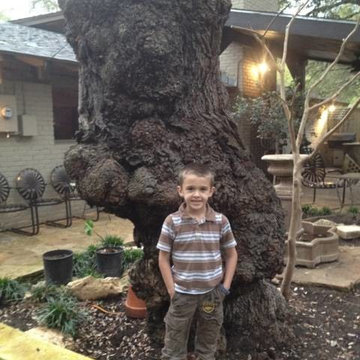 Arborist Austin - Certified Arbor Care (512) 671-8733