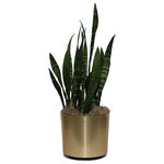 Scape Supply - Live 3' Sanseveria 'Zeylanica' Package, Gold - The Sanseveria is one of those plants that just likes to live.  It has long, thick, pointy leaves with a beautiful wavy pattern that stand vertically.  The Sanseveria is commonly referred to as the snake plant and is known for its air cleaning abilities.  It a great compact plant option that stands 2-3 foot tall. The Snake Plant is great starter plant to begin the process of adding live foliage to your home because of it's resilient nature.