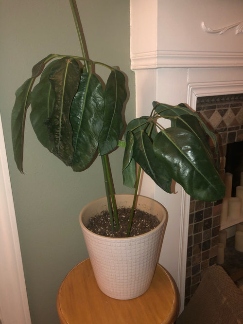 Umbrella plant cuttings