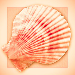 Douglas Page Photographic Arts - Shell Design, Fine Art Paper - Prints And Posters