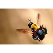 Mindy Alguire's photo