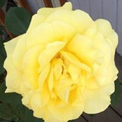 Jeri Pickerel's photo