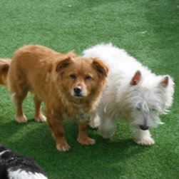 Pet Turf - Products