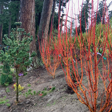 Bellevue Woodland Stage One (first stage planting)