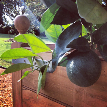 Custom Tree Boxes with Citrus Standards