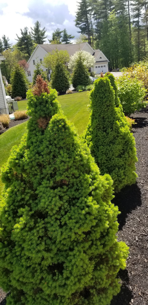 Dwarf alberta spruce tips brown bugs?