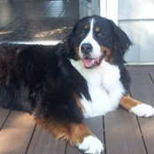 Sue Vacchio's photo