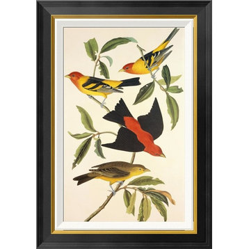 "Louisiana Tanager, Scarlet Tanager"  by John James Audubon, 20x28"