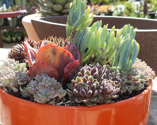 Succulents In Unusual Containers | Houzz