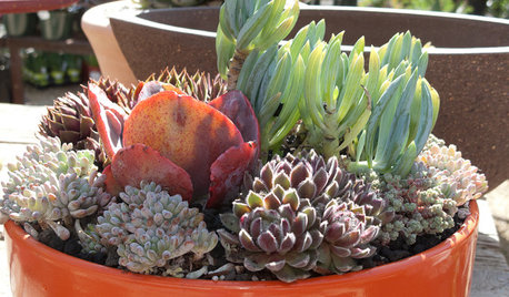 Rapide, facile et coloré : créez des jardinières pour vos succulentes