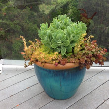 Pots And Plants