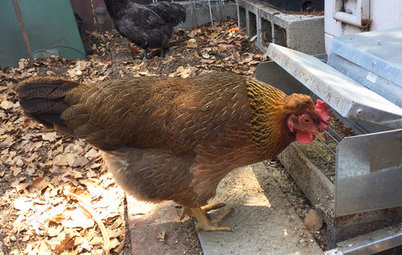 She Built a Chicken Coop and Was Surprised by What Happened Next