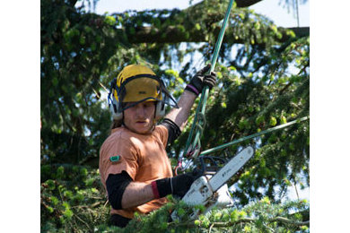 Tree Pruning